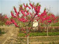 碧桃 紫葉碧桃 紅葉碧桃 紅葉桃 彩色風景樹種類 基地直銷