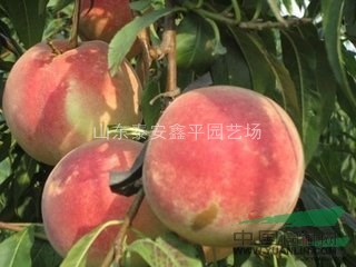 鑫平供應(yīng)扦插桃苗，速生桃苗，突圍春雪，倉方早生桃苗，占地桃苗