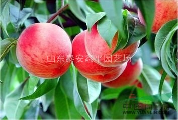鑫平供應(yīng)扦插桃苗，速生桃苗，突圍春雪，倉方早生桃苗，占地桃苗