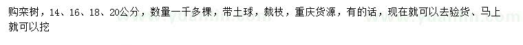 求購14、16、18、20公分欒樹