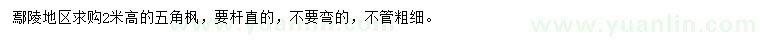 求購高2米五角楓