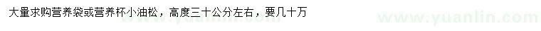 求購(gòu)高30公分油松