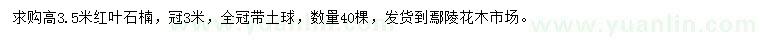 求購高3.5米紅葉石楠