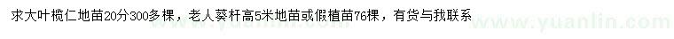 求購20公分大葉欖仁、高5米老人葵