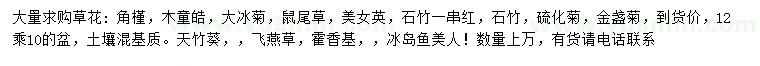 求購角槿、鼠尾草、大冰菊等