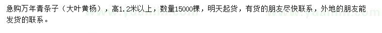 求購高1.2米以上萬年青條子