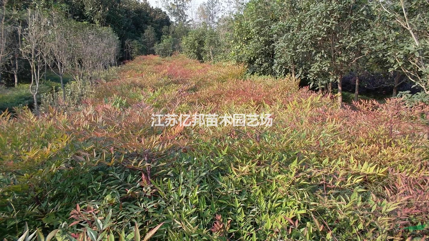 供應(yīng)南天竹