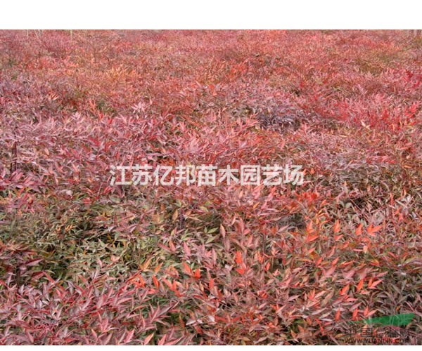 供應(yīng)南天竹