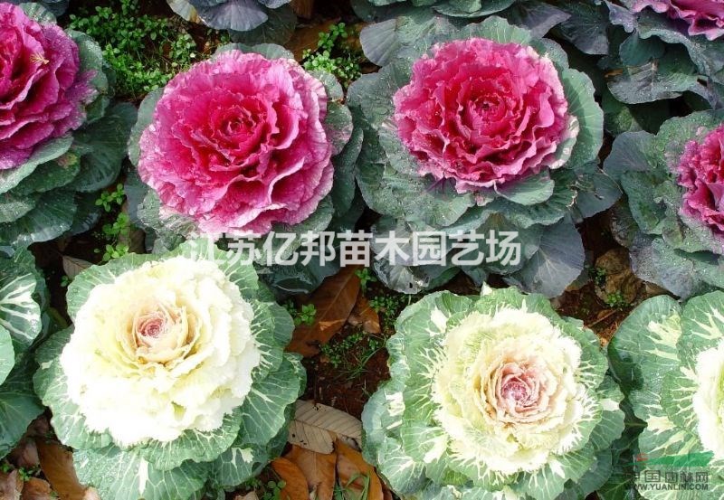  供應(yīng) 羽衣甘藍(lán)