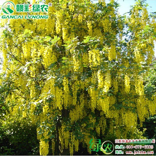 蘇格蘭金鏈樹 金鏈樹小苗出售 歐洲著名彩葉樹 景觀樹 江西
