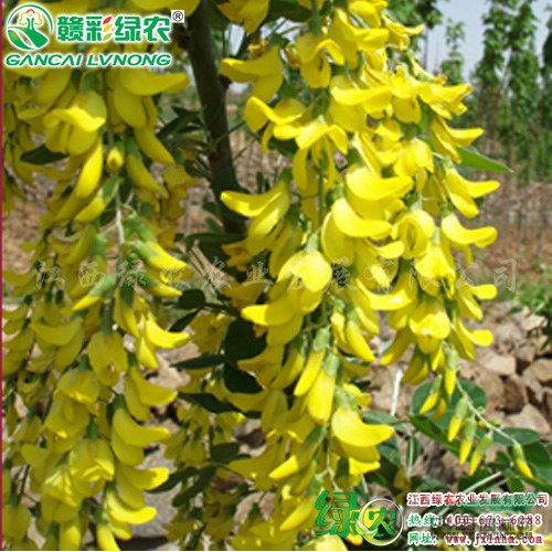 蘇格蘭金鏈樹 金鏈樹小苗出售 歐洲著名彩葉樹 景觀樹 江西