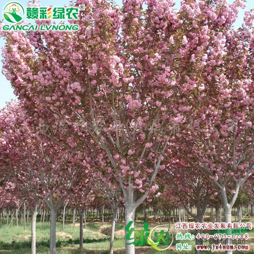 日本紅葉櫻花 新櫻花小苗價格 紅葉櫻花圖片 江西綠農(nóng)