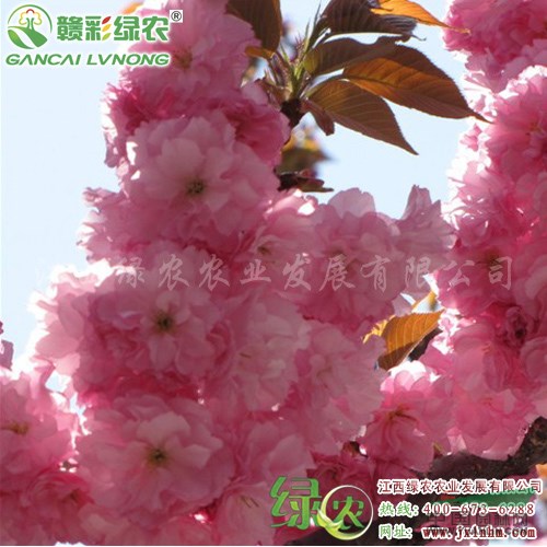 日本紅葉櫻花 新櫻花小苗價格 紅葉櫻花圖片 江西綠農(nóng)