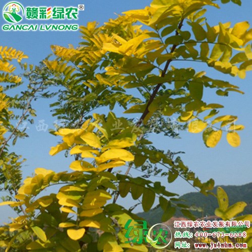 金葉刺槐 刺槐小苗新價格 新刺槐彩葉樹 刺槐小苗出售