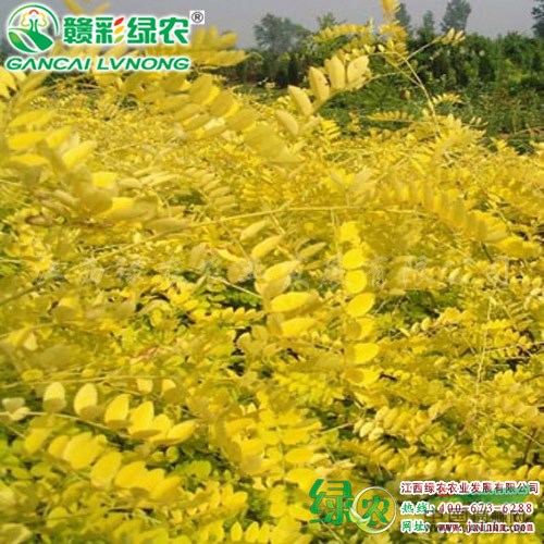金葉刺槐 刺槐小苗新價格 新刺槐彩葉樹 刺槐小苗出售