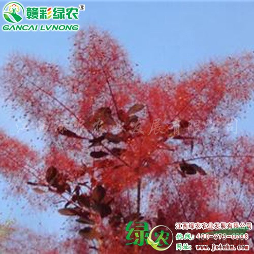 美國紫葉紅櫨 紅櫨小苗新價(jià)格 紫葉紅櫨圖片 優(yōu)良彩葉樹