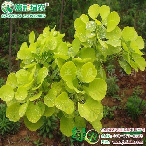 優(yōu)良彩葉樹 金葉黃櫨樹 煙狀花絮植物 黃櫨圖片
