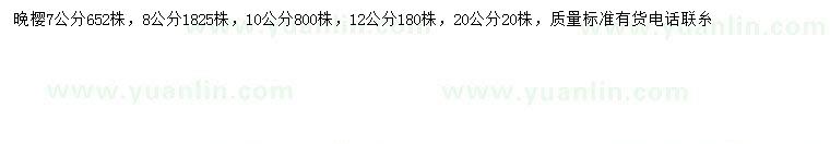 求購7、8、10、12、20公分日本晚櫻