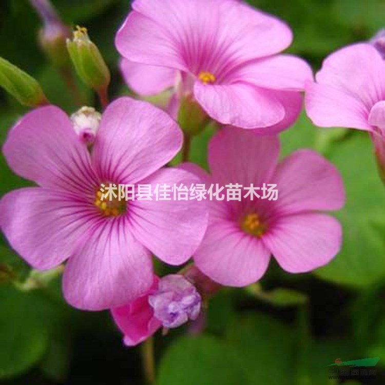 銷售紅花酢漿草、紅花酢漿草苗、紅花酢漿草苗園林綠化小區(qū)綠化
