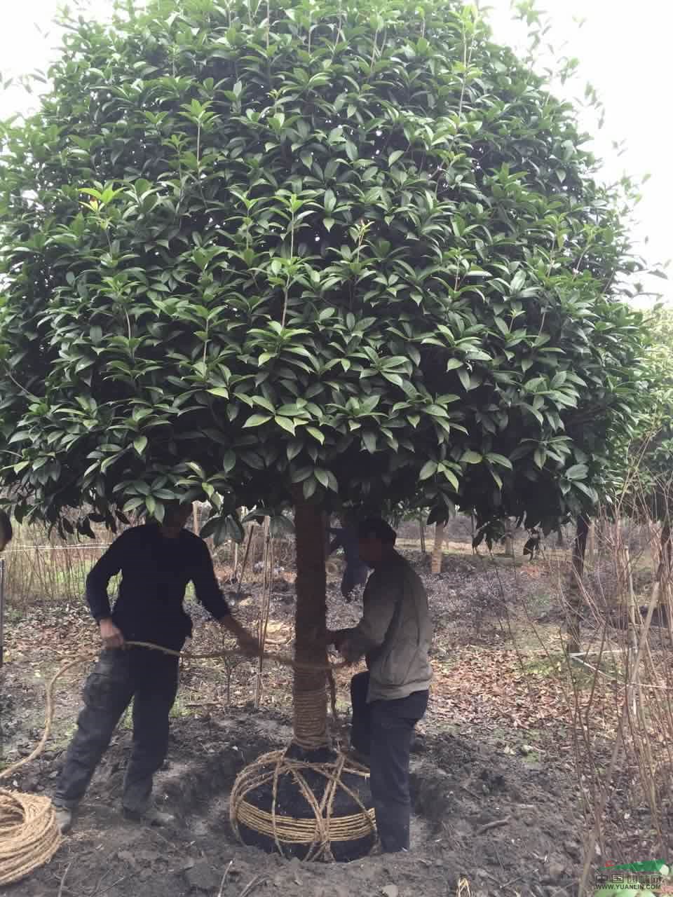 精品八月桂 高分枝桂花樹 桂花樹價(jià)格 桂花產(chǎn)地 綠化工程苗木