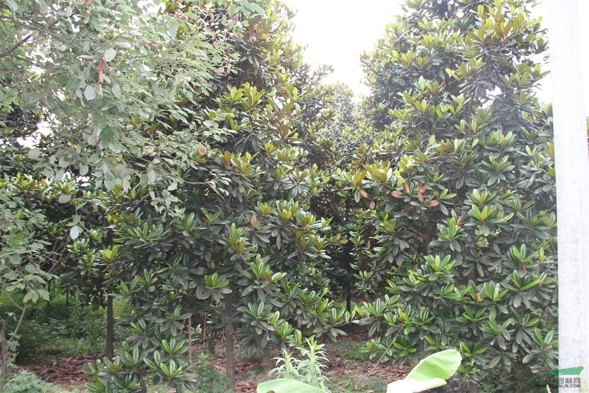 米徑12公分精品廣玉蘭價格 實惠廣玉蘭產(chǎn)地 苗圃貨