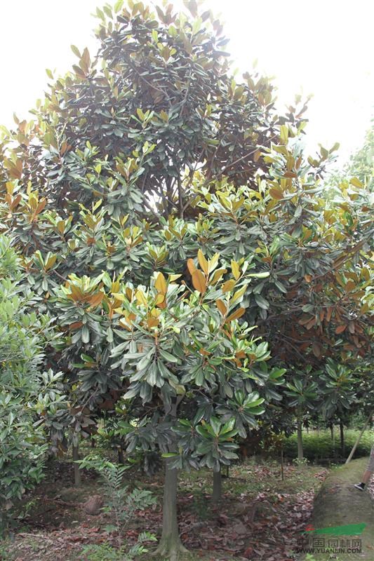 米徑12公分精品廣玉蘭價格 實惠廣玉蘭產(chǎn)地 苗圃貨