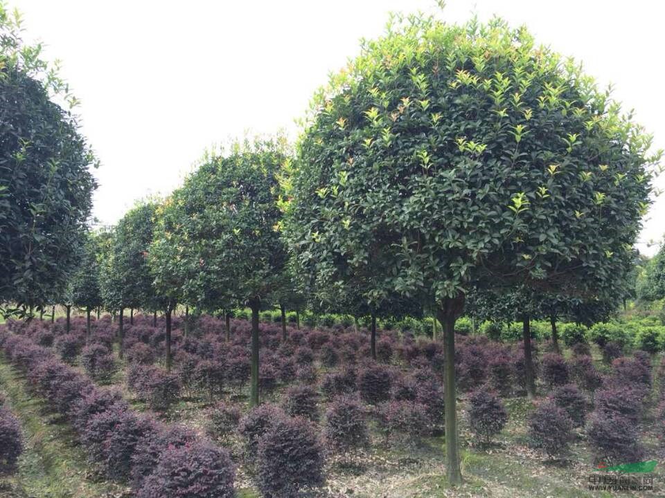 米徑9公分桂花樹 桂花價(jià)格 高分枝桂花產(chǎn)地 綠化工程苗木