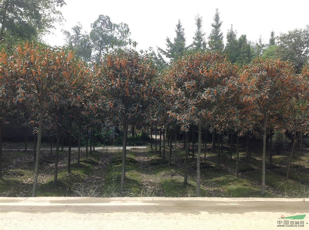 2公分高分枝雄黃桂 高桿丹桂基地 桂花供應(yīng)商