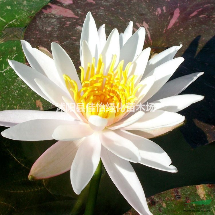 睡蓮花苗 睡蓮小苗 雪蓮花  水生植物睡蓮花園林綠化