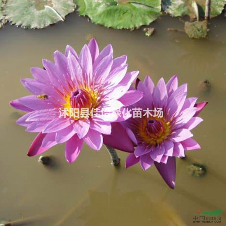 睡蓮花苗 睡蓮小苗 雪蓮花  水生植物睡蓮花園林綠化