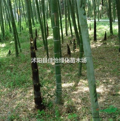 毛竹 毛竹小苗 毛竹價格 毛竹基地 毛竹苗圃園林綠化