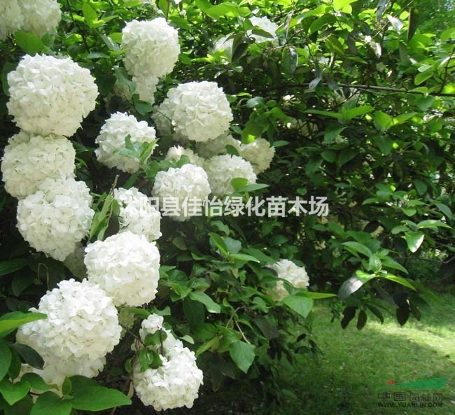 木繡球 木繡球小苗 木繡球工程苗  木繡球園林綠化