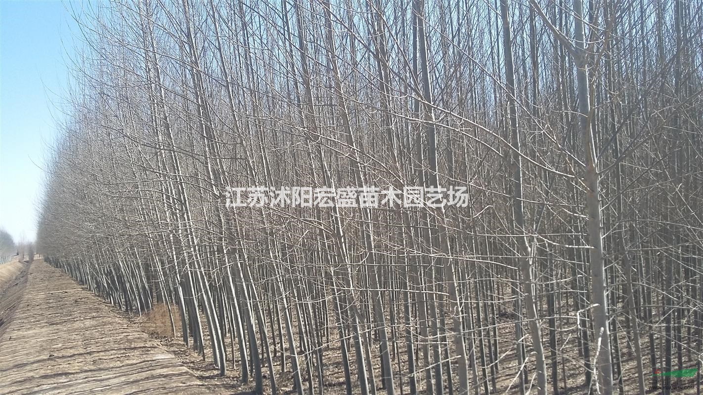 長(zhǎng)期供應(yīng)大小規(guī)格河北楊