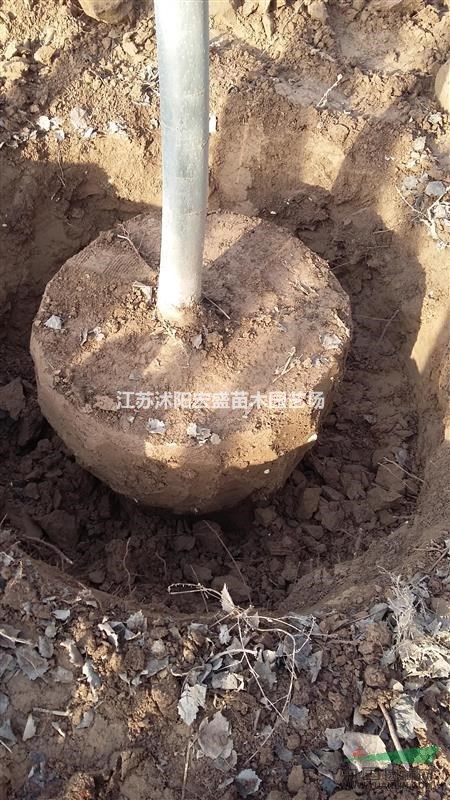 長(zhǎng)期供應(yīng)大小規(guī)格河北楊
