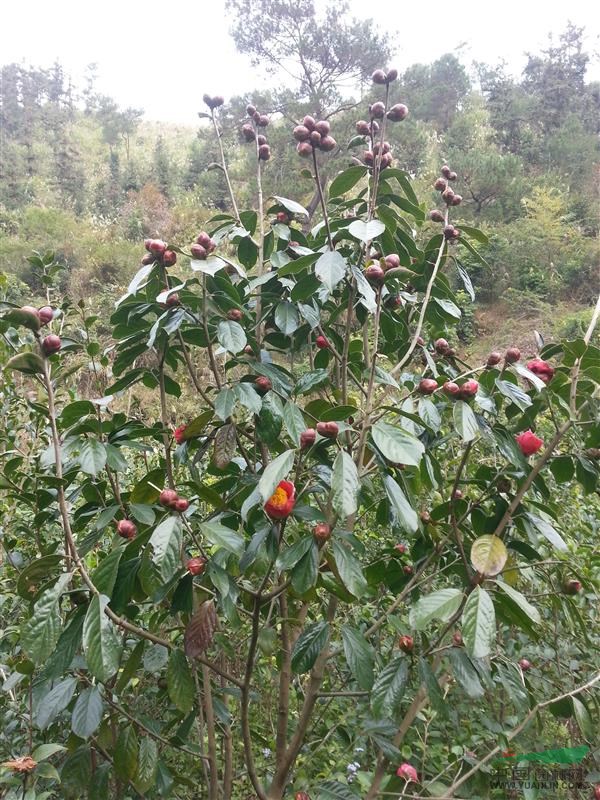 供应广西红花油茶苗 岑溪软枝油茶苗