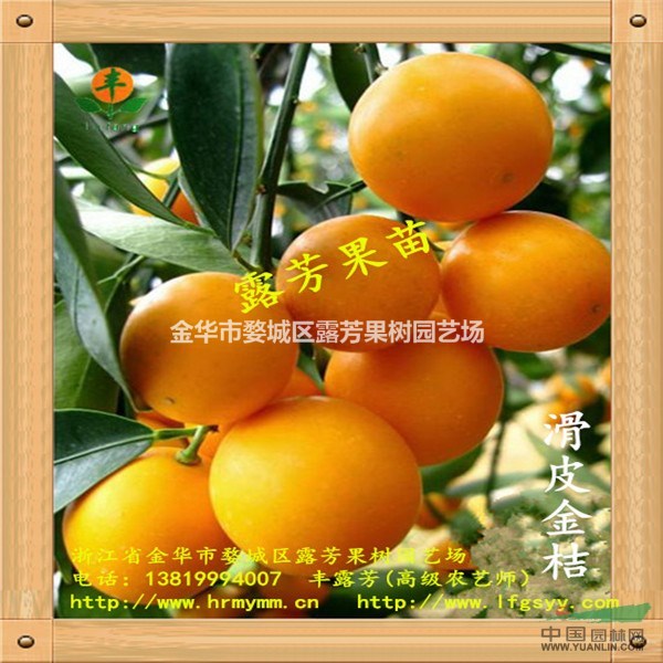 超甜滑皮金桔苗 脆皮金桔苗