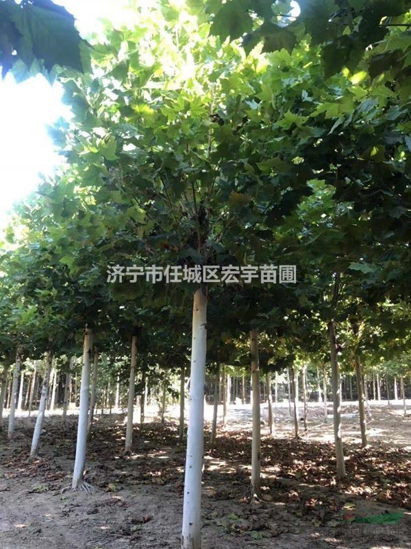 供應(yīng)2-30公分法桐、速生法桐