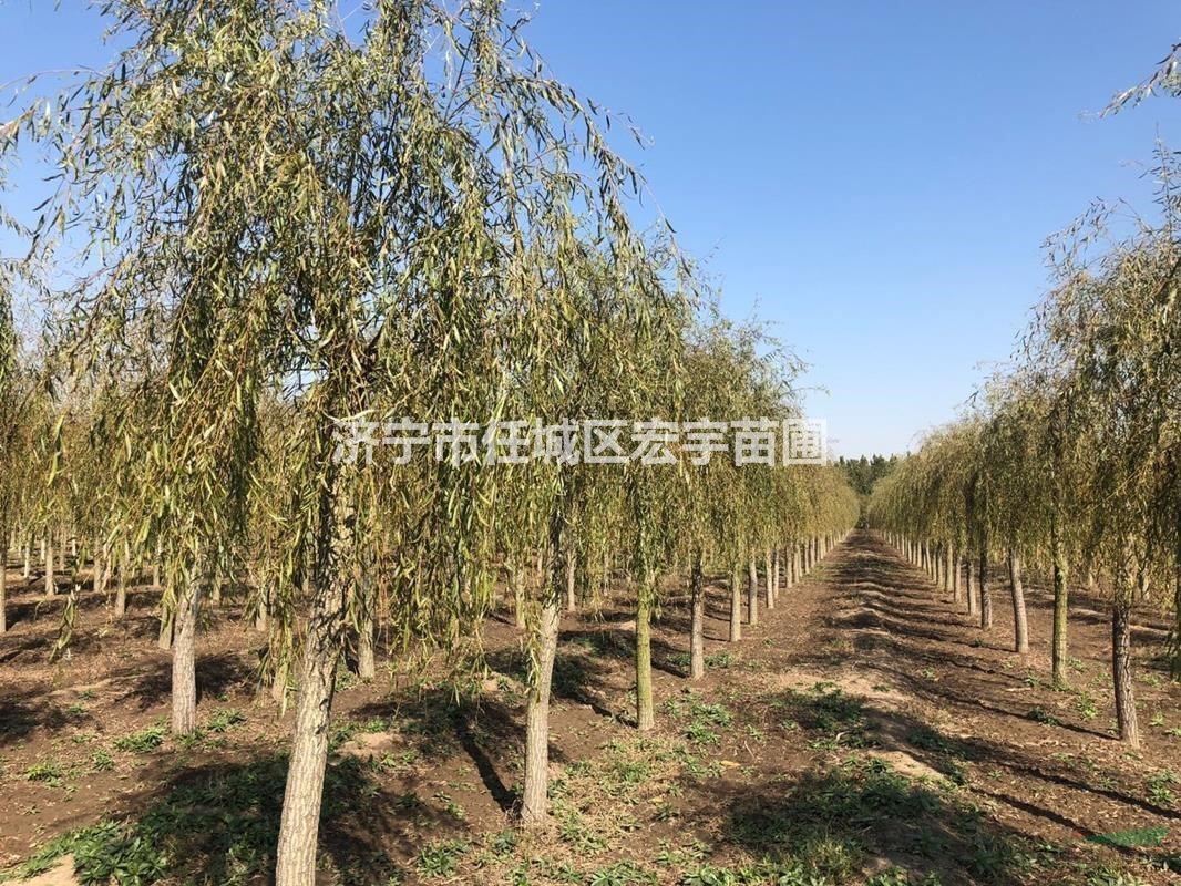 垂柳 金絲垂柳 旱柳 直柳 速生柳 饅頭柳