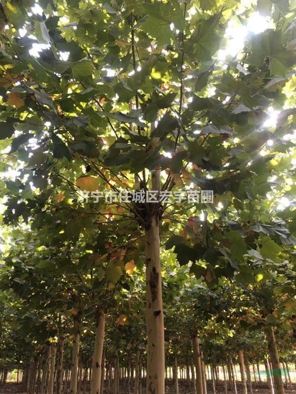法桐圖片 法桐基地 行道樹
