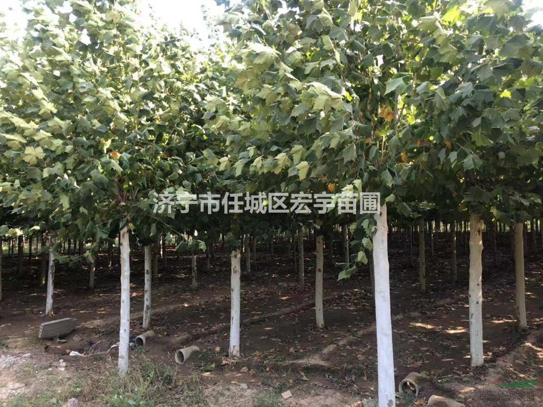 法桐圖片 法桐基地 行道樹