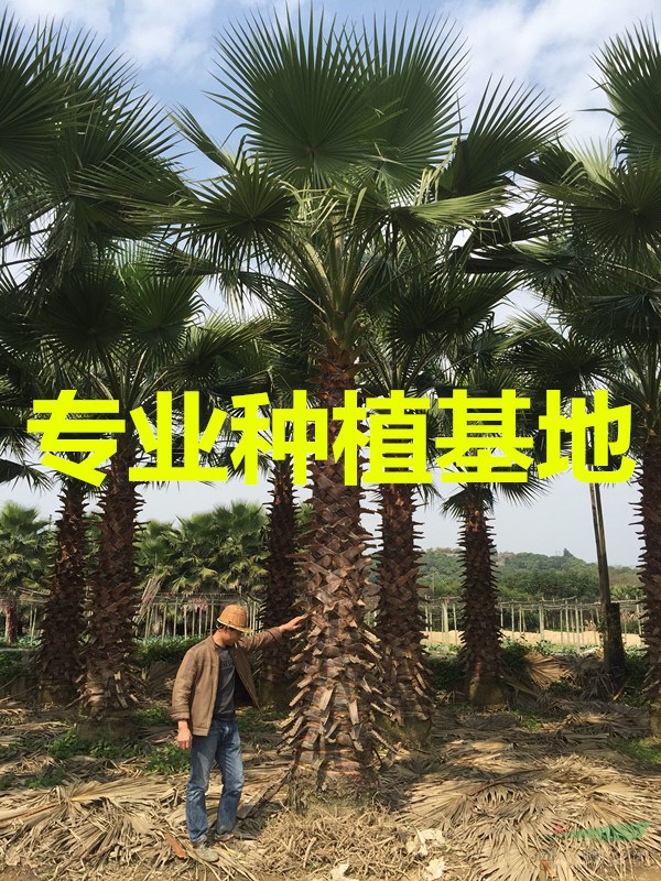 華盛頓棕櫚價格 華盛頓棕櫚報價