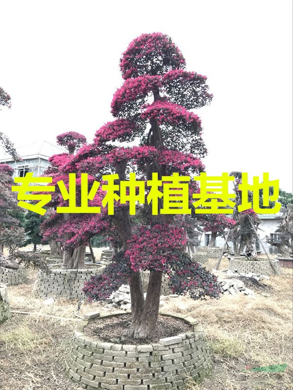 福建造型红花继木古桩价格  福建造型红花继木盆景报价