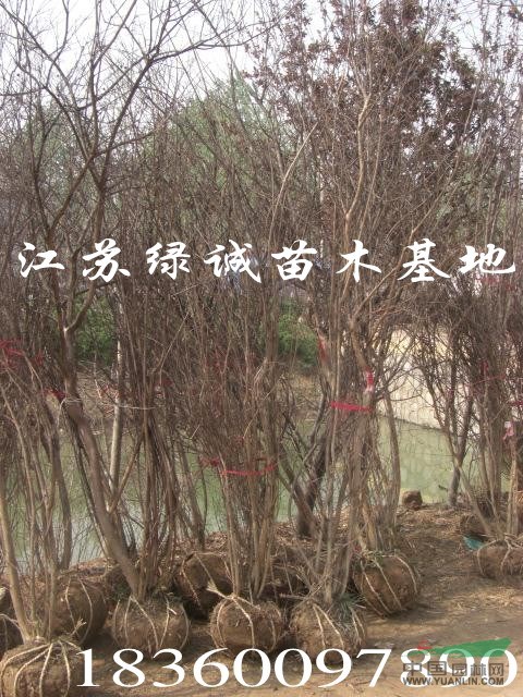 江蘇叢生紫薇價(jià)格，1-10分支叢生紫薇基地