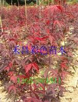 河南歐洲紅楓|三季紅歐洲紅楓|三季紅紅楓|紅楓報價|紅楓