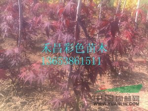 河南歐洲紅楓|三季紅歐洲紅楓|三季紅紅楓|紅楓報(bào)價(jià)|紅楓