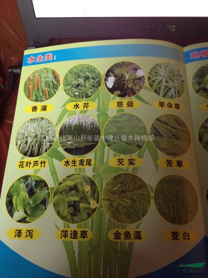 蕭山水生類-花葉芒、細葉芒、花葉蘆竹、蘆葦、菖蒲、千屈菜等