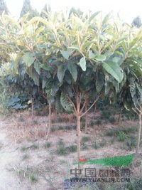 浙江慈溪种植枇杷树