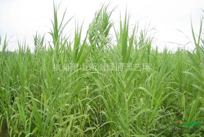 供應(yīng)花葉蘆竹、蘆葦