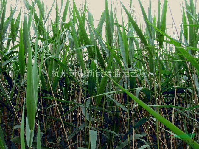 供應(yīng)花葉蘆竹、蘆葦