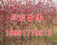 紫玉蘭價格/2014紫玉蘭價格表